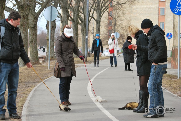 Pastaiga gar Daugavu