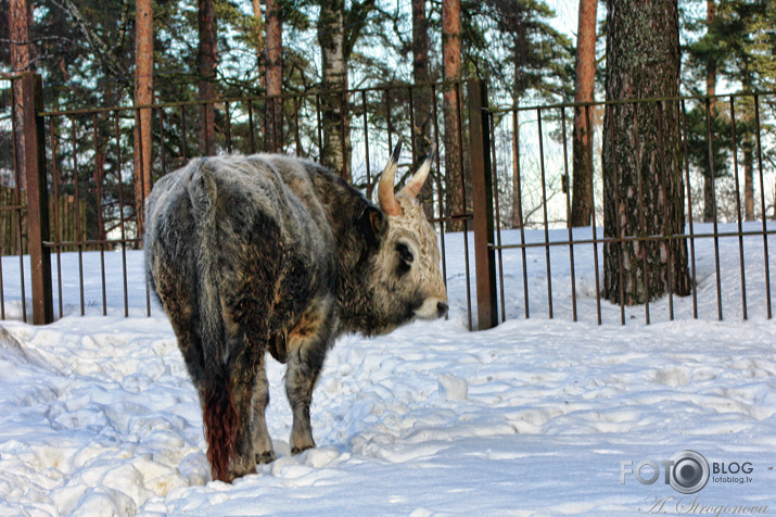 Ziemas laikā Zoo