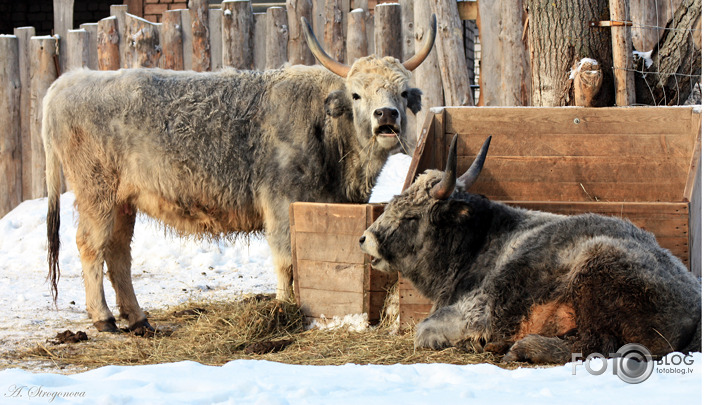 Ziemas laikā Zoo