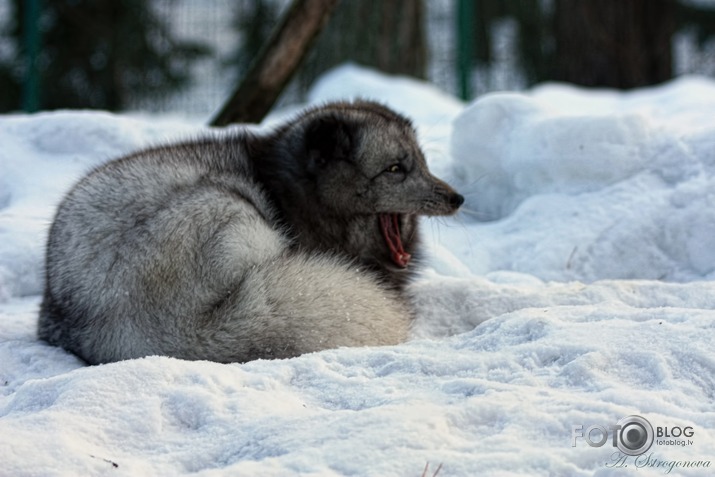 Ziemas laikā Zoo