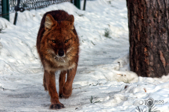 Ziemas laikā Zoo