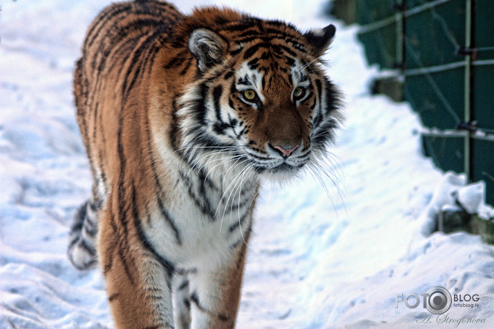 Ziemas laikā Zoo