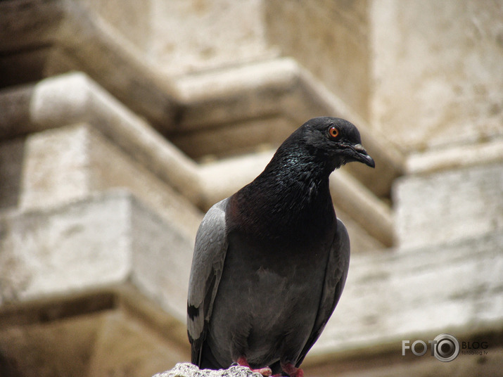 Italy (Roma)