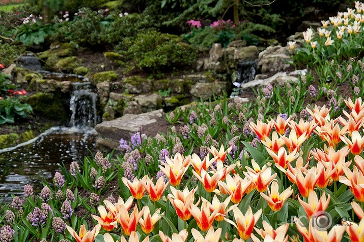 Keukenhof - Holland