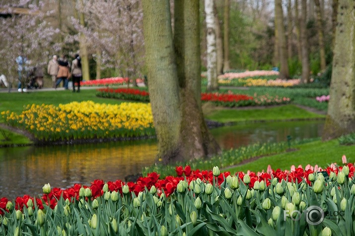 Keukenhof - Holland