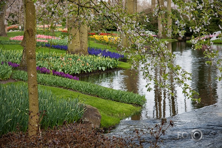 Keukenhof - Holland