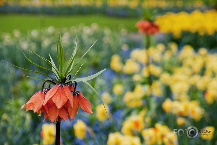 Keukenhof - Holland