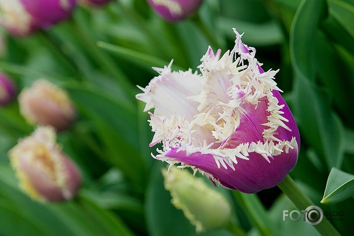 Keukenhof - Holland