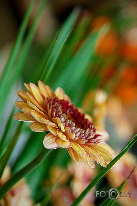 Keukenhof - Holland