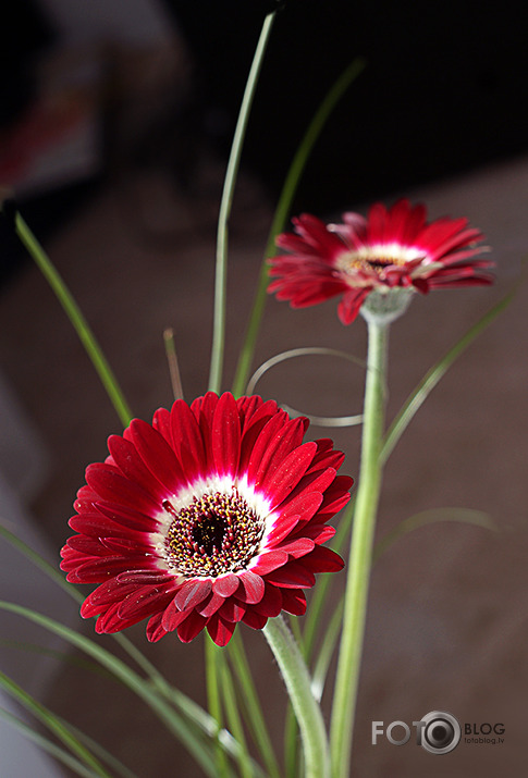 Gerberas