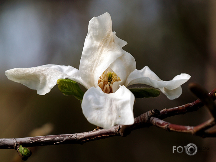 magnolija