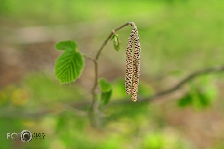 spring in nature 