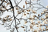Iztraucētie putni-magnolijas ziedi