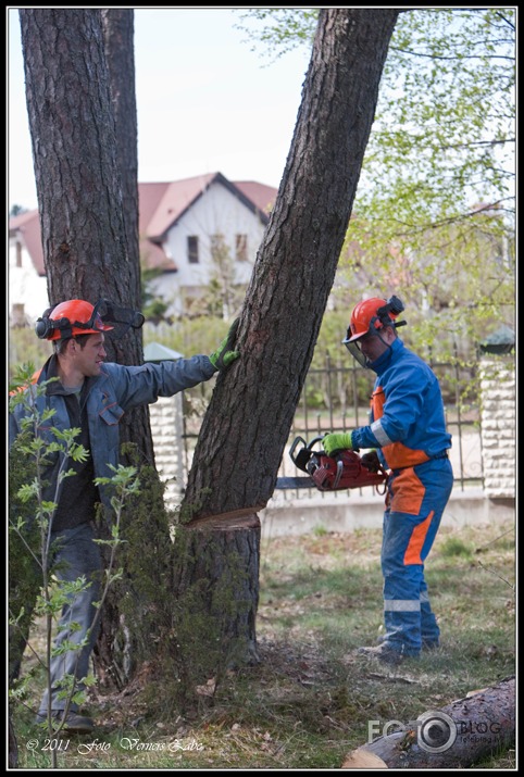 Operācija ,,Priede,,