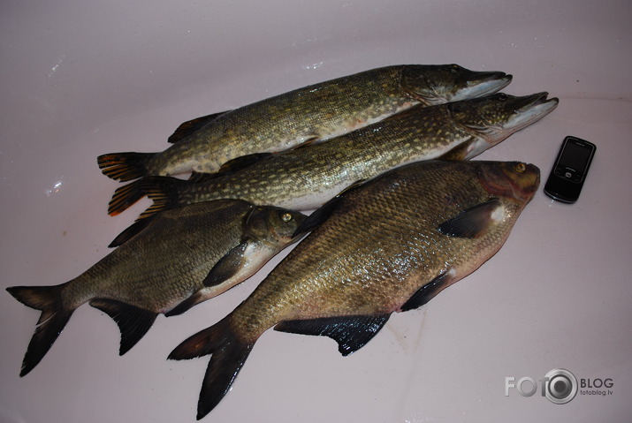 Liepājas ezers un saspinigotās līdakas:)