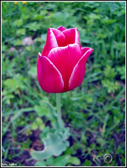 tulpe*