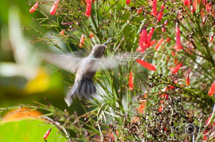 Colibri