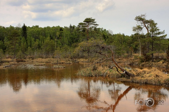 Raganu purva ainiņas