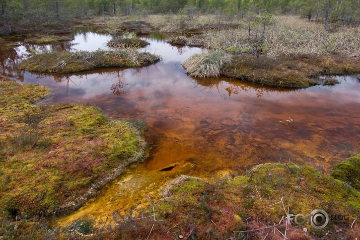 Raganu purva ainiņas