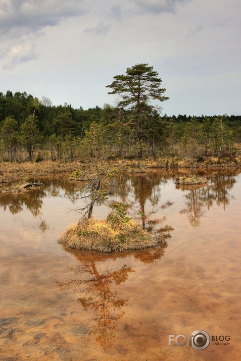 Raganu purva ainiņas