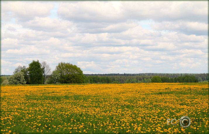 Saulītēm piebērta pļava