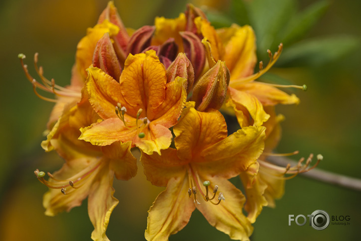 Rododendri