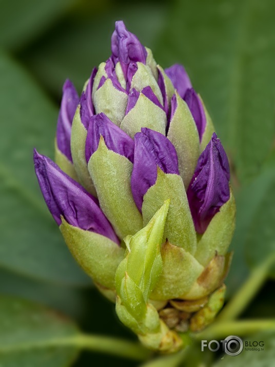 Rododendri