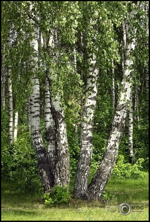 Ziepniekkalna bērzi . 