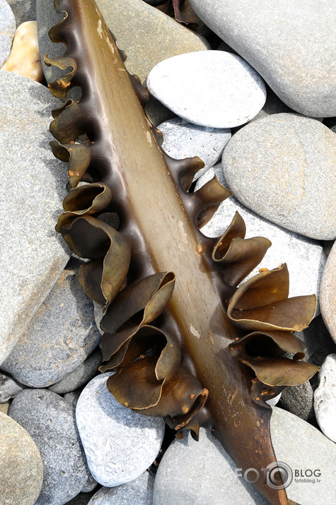 Okeāna "veltes"