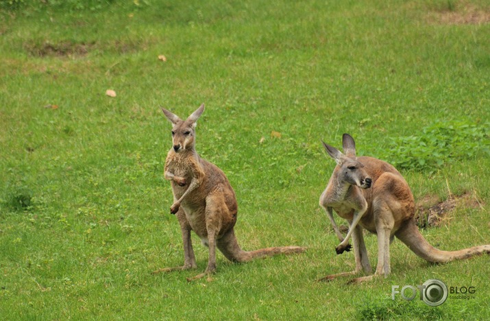 Rīgas ZOO