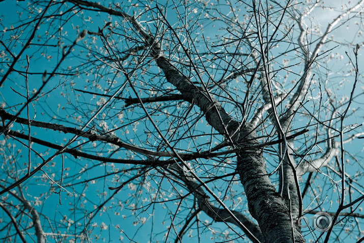 A Wish Of A Sky