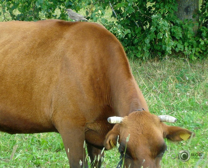 dažādi kustoņi