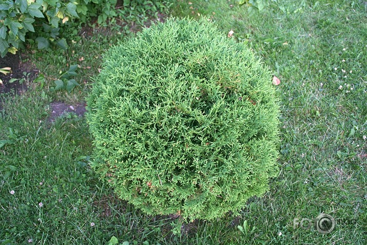 Pastaiga pa dārzu