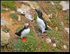 Puffin & Razorbill