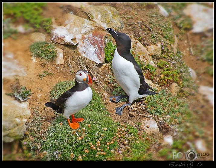 Puffin & Razorbill