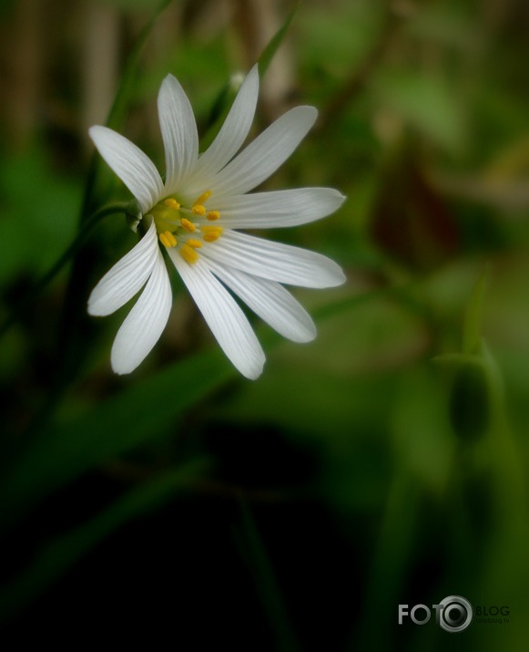 makropasaule maijā 2011