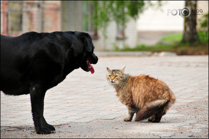 cat vs. dog