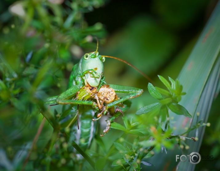 Выживает сильнейший ...