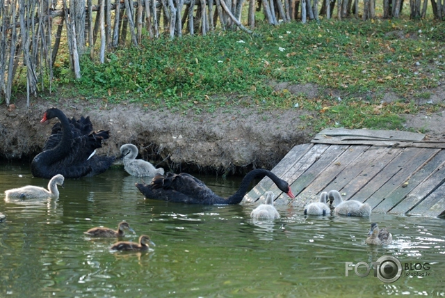Rīts Maija parkā