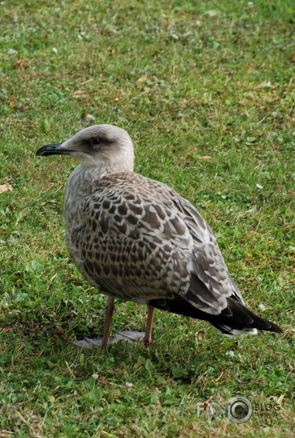 Rīts Maija parkā