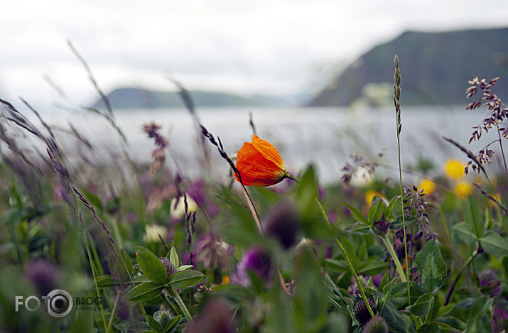 Nordkap vasara 