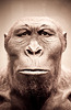 ...Australopithecus-afarensis...