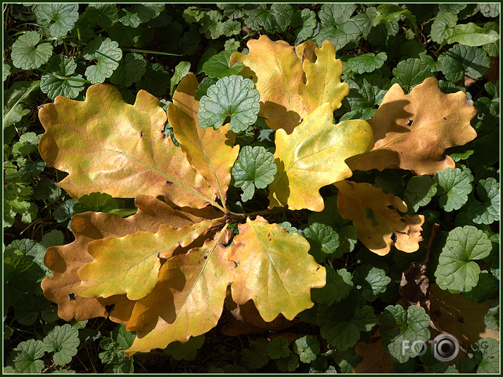 Rudens pazīmes