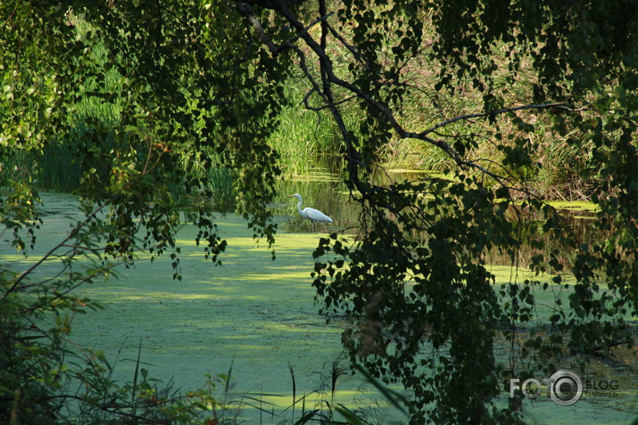 Kupskalni