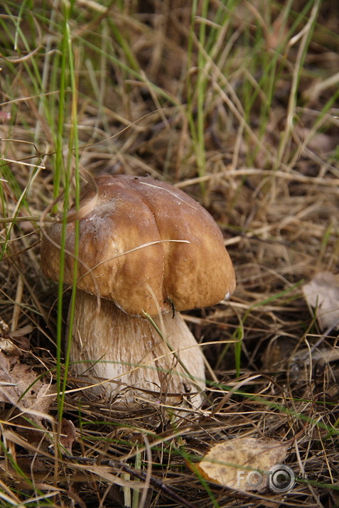 Bekucis