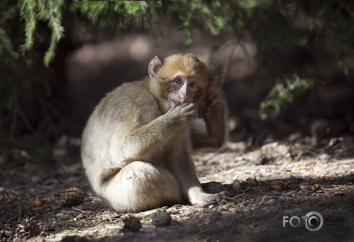 monkey mountain