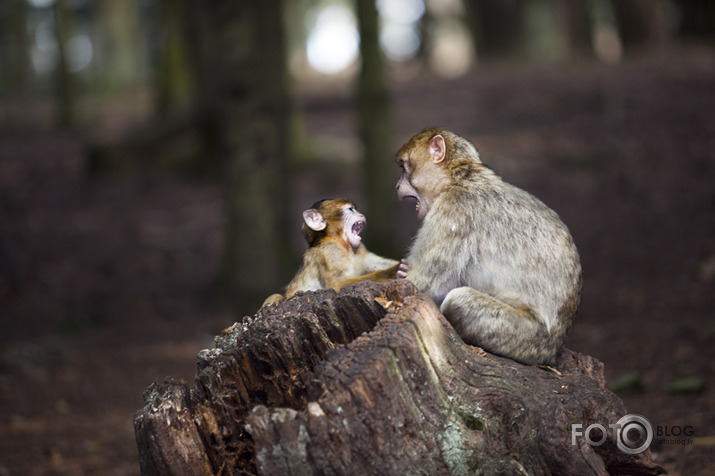 monkey mountain