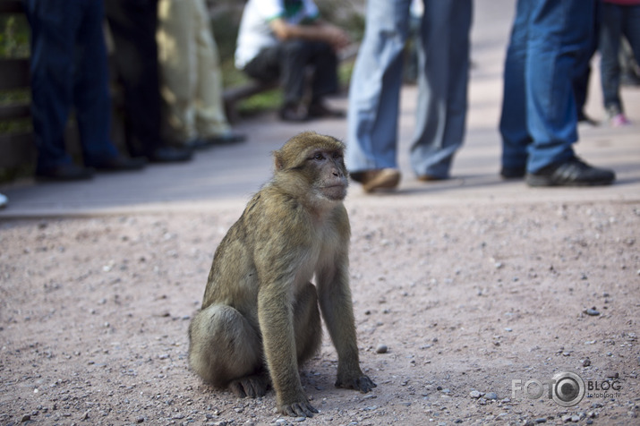 monkey mountain