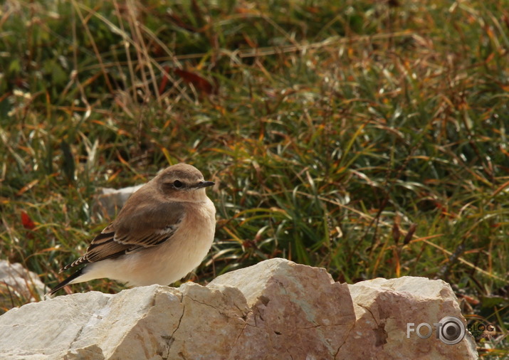 Itālijas dolomītos sastaptie zvēruļi un zaļumi (7.09.-10.09.2011)