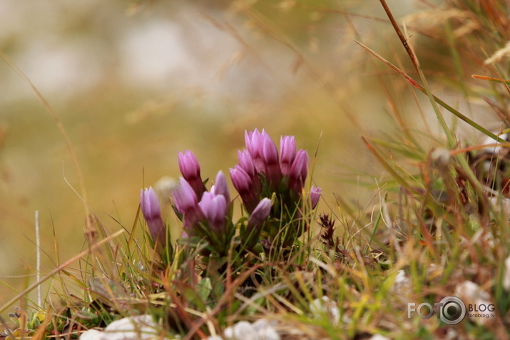 Itālijas dolomītos sastaptie zvēruļi un zaļumi (7.09.-10.09.2011)